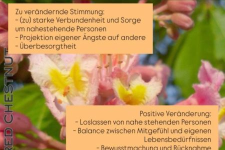 25 Red Chestnut.jpeg